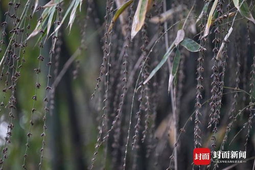 成都竹子开花 错过再等60年