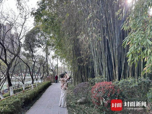 成都竹子开花 错过再等60年 成都竹子开花 错过再等60年