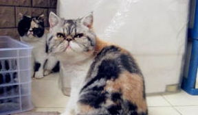 母猫生下双头猫3眼2嘴2鼻 母猫生下双头猫3眼2嘴2鼻