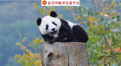 外交部回应日本想再次租借大熊猫 外交部回应日本想再次租借大熊猫