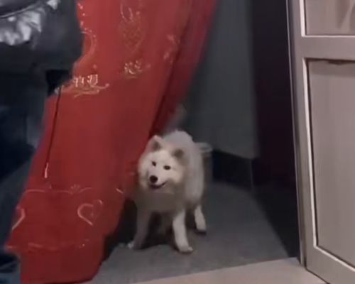 \好朋友\来玩 狗狗示意主人开门 \好朋友\来玩 狗狗示意主人开门