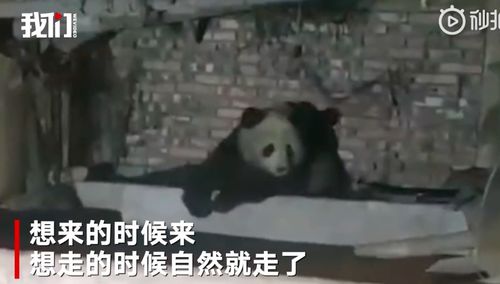 男子遇野生大熊猫一开始以为是猪(男子偶遇野生大熊猫,初以为是猪) 男子遇野生大熊猫一开始以为是猪(男子偶遇野生大熊猫,初以为是猪)