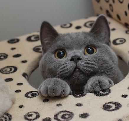 蓝猫华为电脑怎么样(蓝猫华为电脑,品质与性能的完美结合) 蓝猫华为电脑怎么样(蓝猫华为电脑,品质与性能的完美结合)