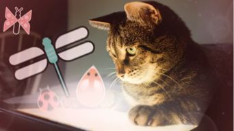 猫咪在那里游戏日本攻略 VS 停留游戏攻略 猫咪在那里游戏日本攻略 VS 停留游戏攻略