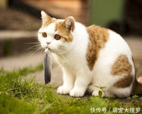 文明放置游戏攻略 VS 小猫游戏橘猫游戏攻略 文明放置游戏攻略 VS 小猫游戏橘猫游戏攻略
